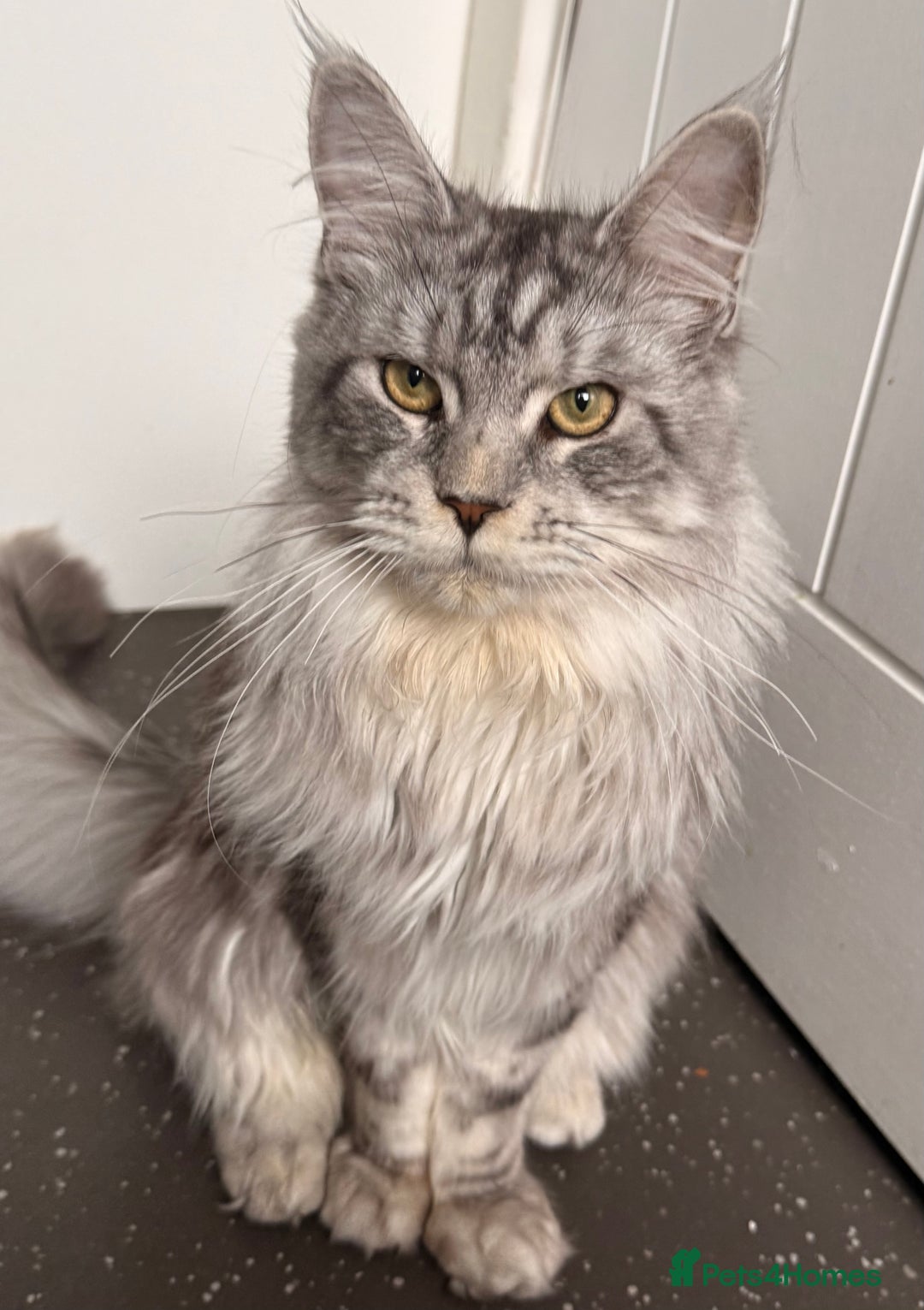 Maine Coon cats for sale: Maine coons ready to go  in Manchester - Image 14