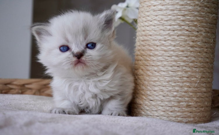 Scottish Fold cats - Advert 6