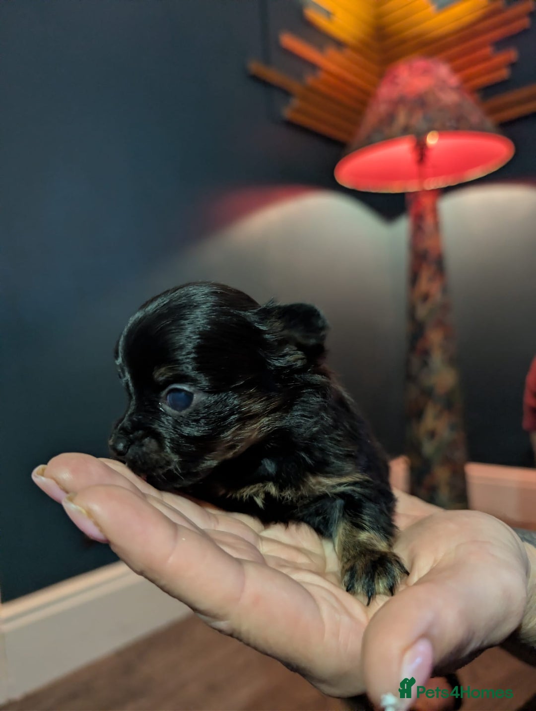 Chihuahua dogs for sale: GORGEOUS LONGHAIRED MERLE CHIHUAHUAS  - Advert 17