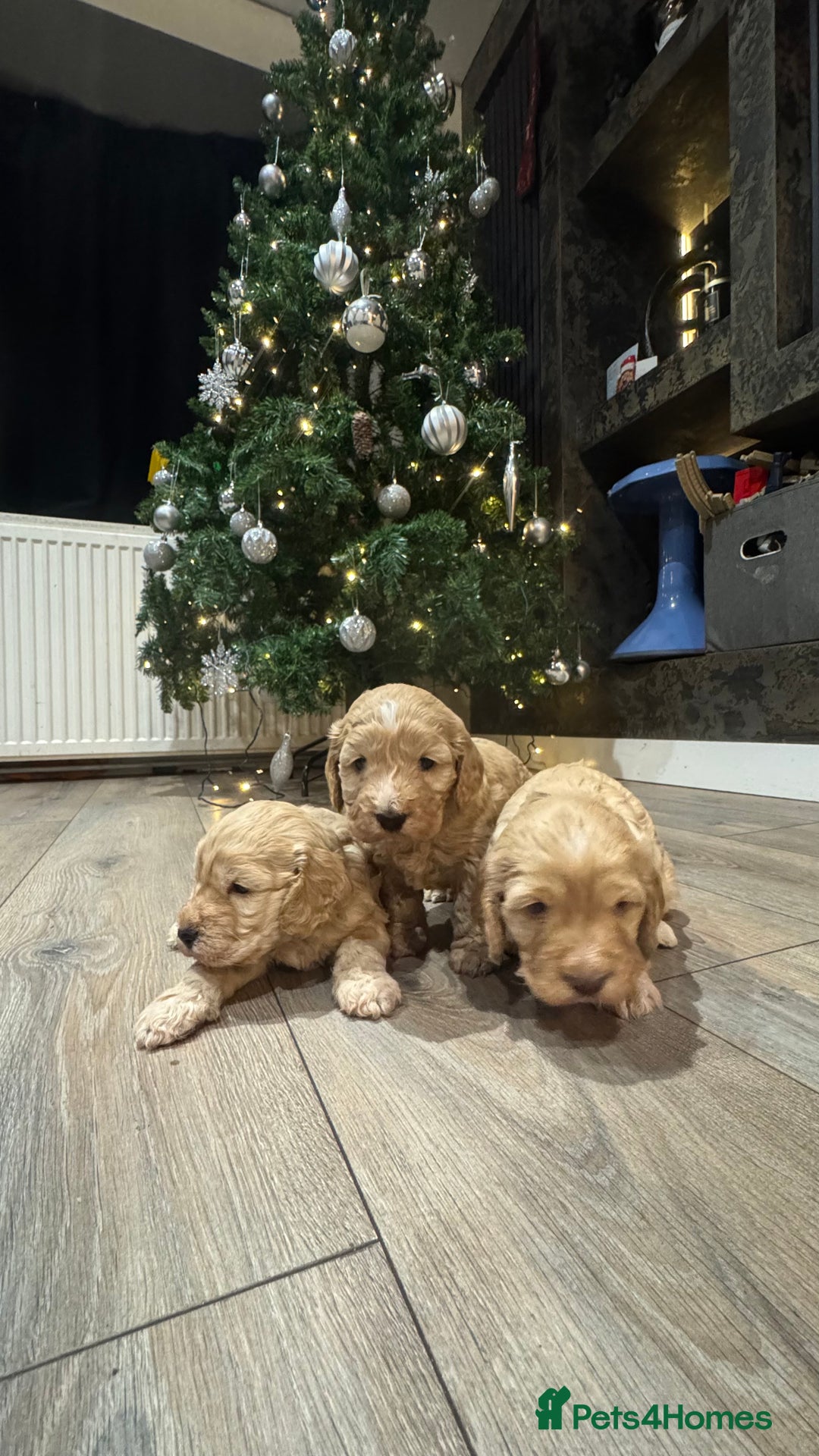 Cockapoo dogs for sale: Cockerpoos f2b - Advert 3