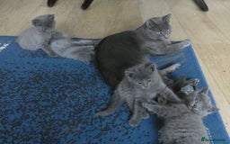 Russian Blue cats for sale: Pure Russian Blue Kittens, 3 girls, 1 boy - Image 10