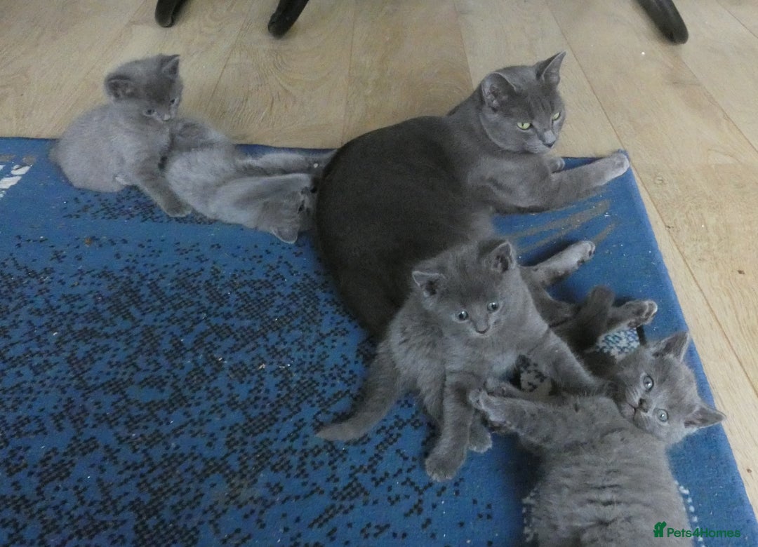 Russian Blue cats for sale: Pure Russian Blue Kittens, 3 girls, 1 boy - Image 10