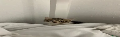 Bengal Kitten 1