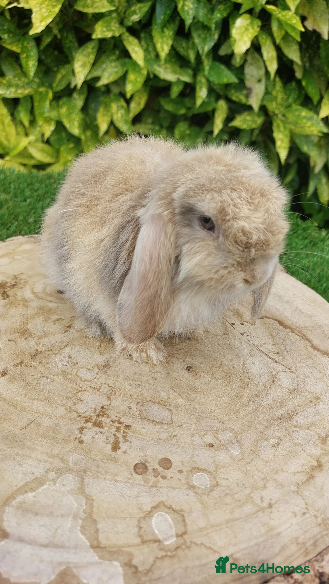 Mini Lop rabbits for sale: Pure bred mini lop baby rabbits  - Advert 1