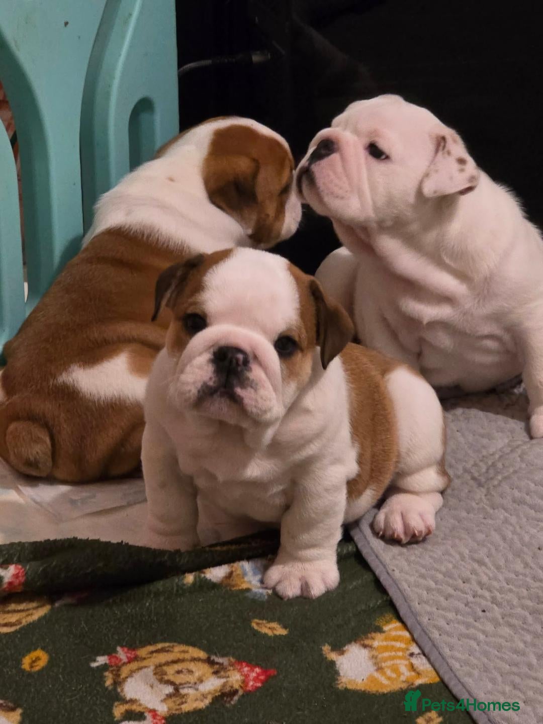 English Bulldog dogs Two Kc registered pups available  - Advert 1