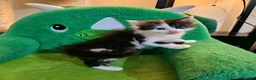 Mixed Breed cats for sale: Maine Coon Angora  - Advert 18