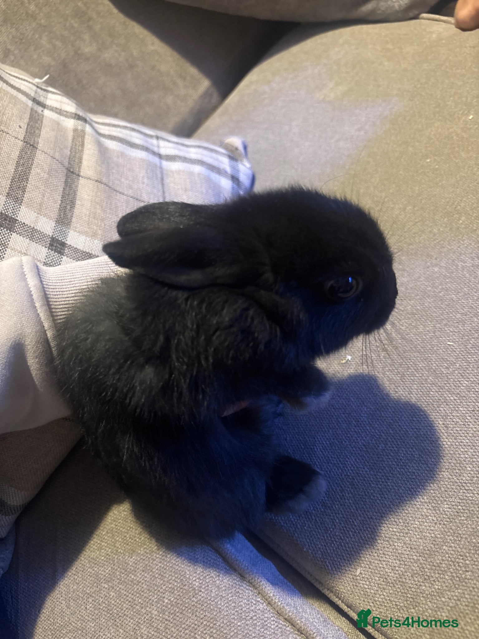 Netherland Dwarf rabbits Havana x Netherland Dwarf - Advert 5