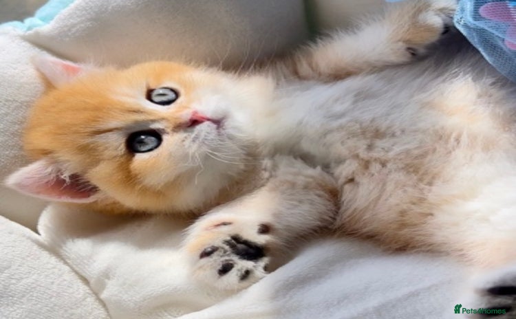 British Shorthair cats 🧿✨Exclusive Golden British Shorthair babies 🧿 - Advert 10