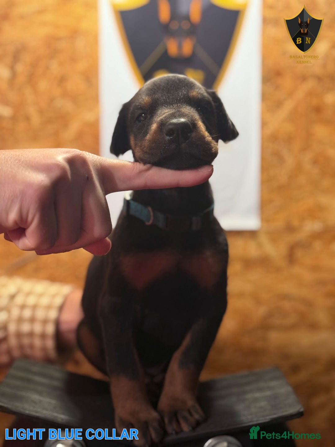 Dobermann dogs for sale: 🐾 Dobermann puppies/KC reg🐾 Top Pedigree - Advert 30