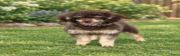 Toy Poodle dogs for stud: Chocolate Phantom Toy Poodle For Stud  - Advert 2