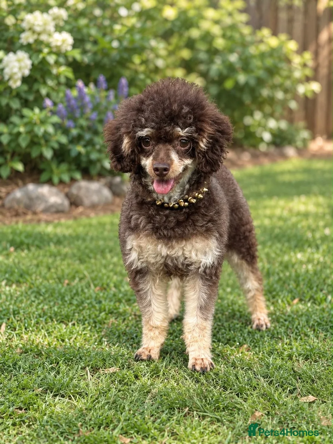 Toy Poodle dogs for stud: Chocolate Phantom Toy Poodle For Stud  - Advert 2