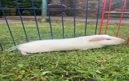Guinea Pig rodents for sale: 2 Male Guinea Pigs - Image 2