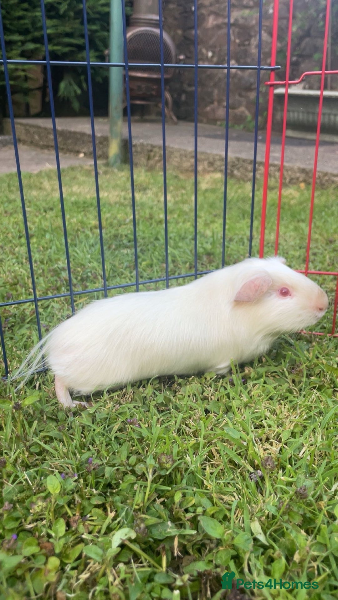 Guinea Pig rodents for sale: 2 Male Guinea Pigs - Image 2