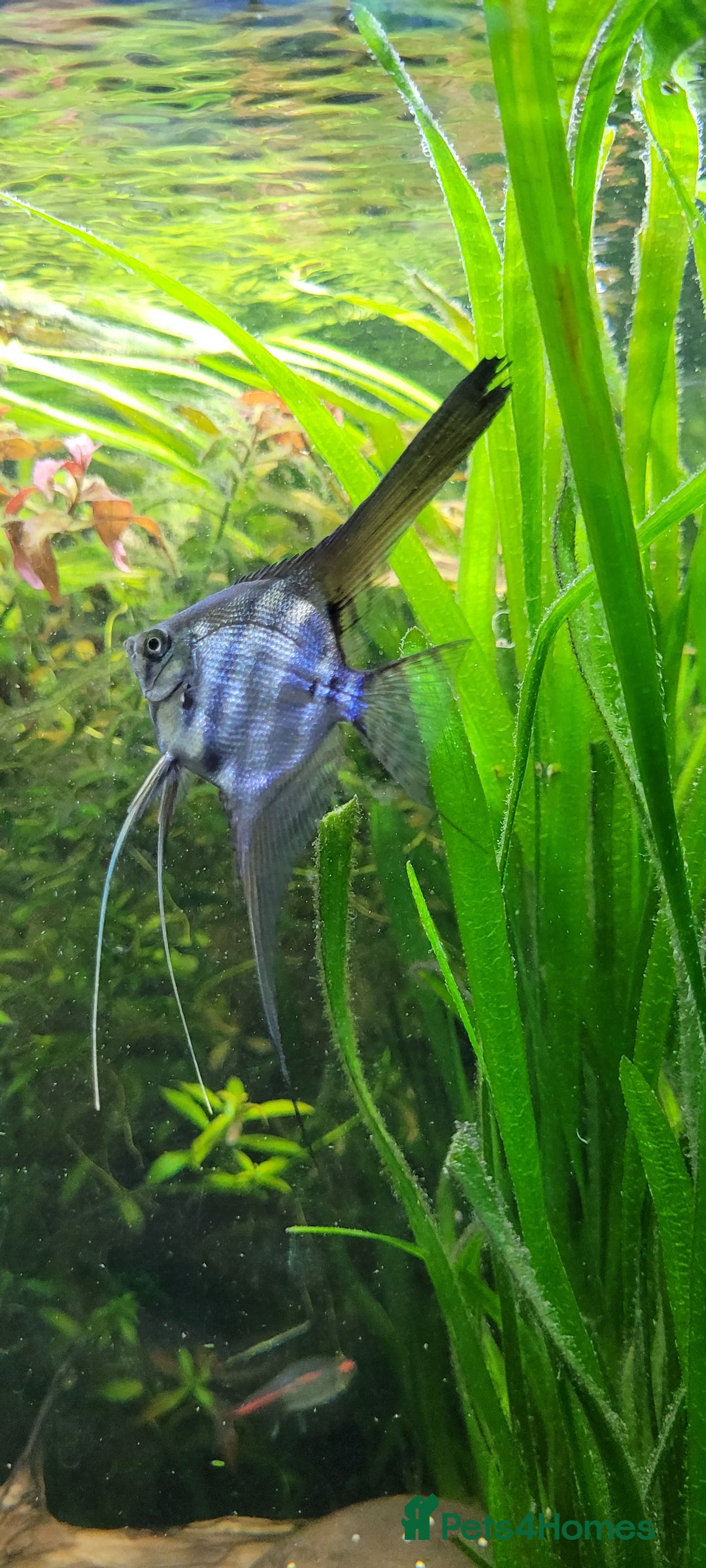 Angelfish fish for sale: Old school standard stripes Angel Fish - Advert 1