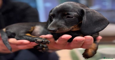 Miniature Dachshund dogs - Advert 2