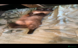 Ragdoll cats for stud: Ragdoll for stud  - Image 7