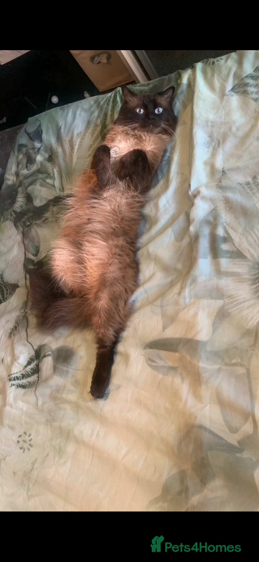 Ragdoll cats for stud: Ragdoll for stud  - Advert 7