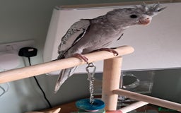 Cockatiels birds for sale: Baby cocktails hand reared and very tame ready now - Image 2