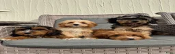 Cockapoo dogs for sale: F1 pra clear Cockapoos(council licensed) - Advert 9