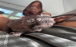 Sphynx cats for sale: Stunning Sphynx Babies seeking forever home 💕✨🐾 - Image 3