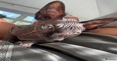Sphynx cats - Advert 5