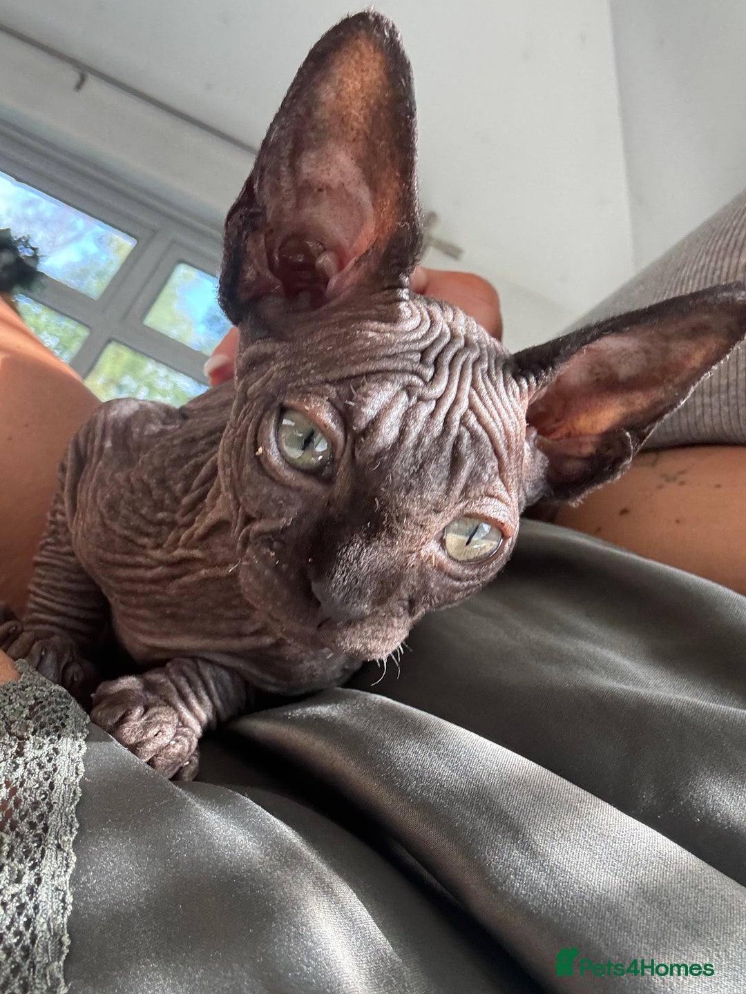 Sphynx cats for sale: Stunning Sphynx Babies seeking forever home 💕✨🐾 - Image 3