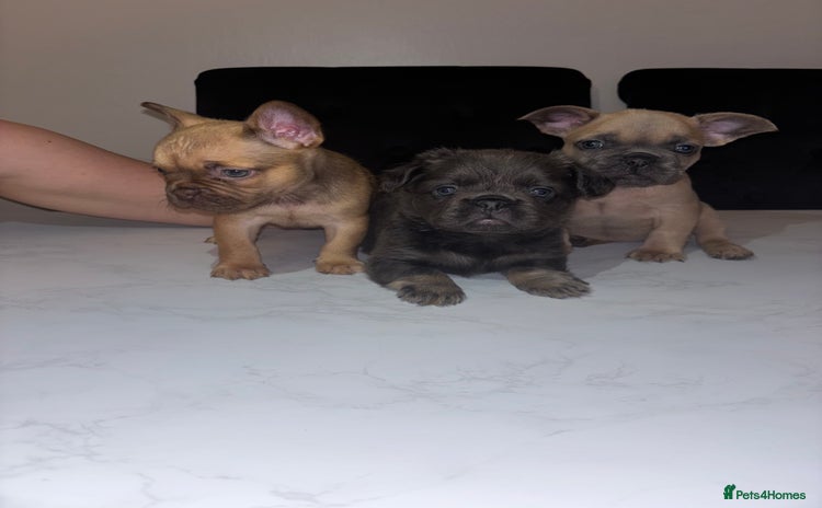 French Bulldog dogs - Advert 13