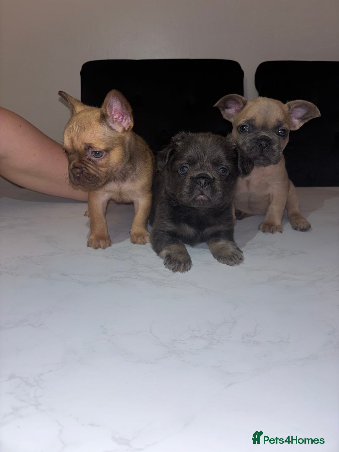 French Bulldog dogs for sale: French bulldog females  - Image 1