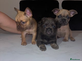 French Bulldog dogs - Advert 26