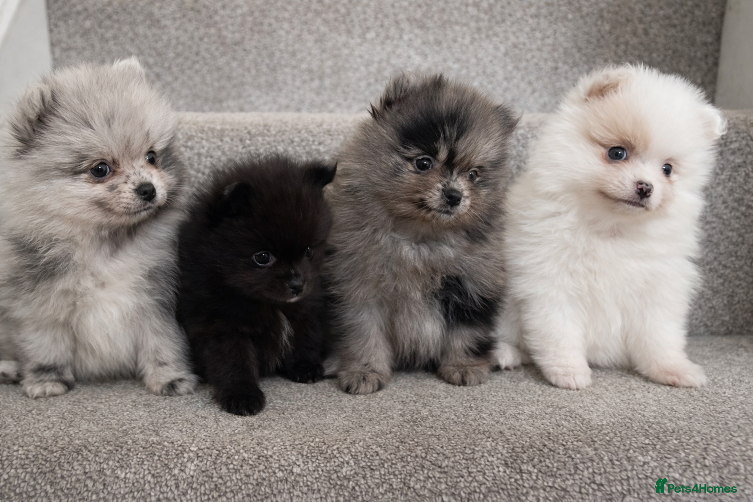 Pomeranian dogs Pomeranian Litter 5⭐️Home Raised Beautiful Colours - Advert 5