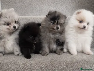 Pomeranian dogs Pomeranian Litter 5⭐️Home Raised Beautiful Colours - Advert 5