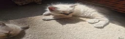 Ragdoll cats for sale: Beautiful Ragdoll  kittens in East Boldon - Advert 28