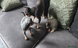 Chihuahua dogs for sale: Two males Chihuaha pups - Image 14
