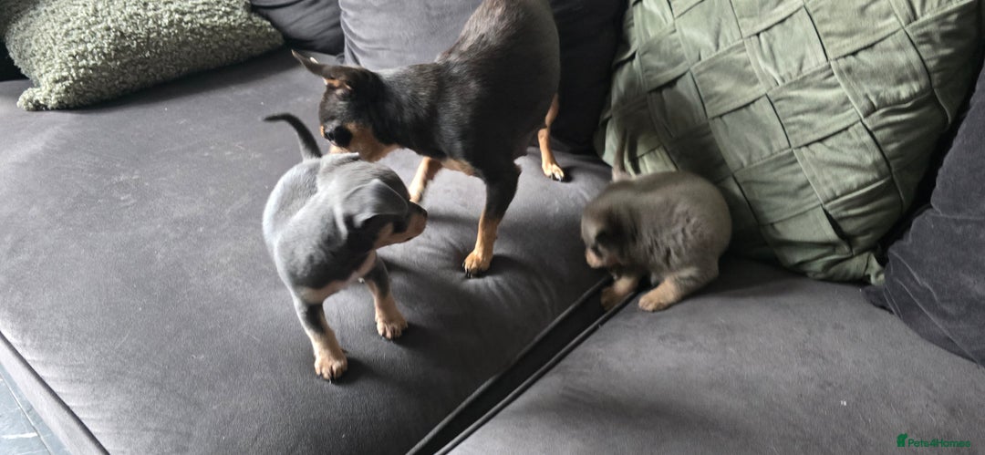 Chihuahua dogs for sale: Two males Chihuaha pups - Image 14