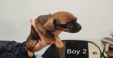 Mixed Breed dogs - Advert 4