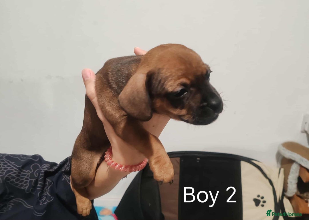 Mixed Breed dogs for sale: Puppy’s for sale  - Image 2