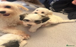 Maltipoo dogs for sale: Tiny Parti Maltipoo Puppies - Image 5