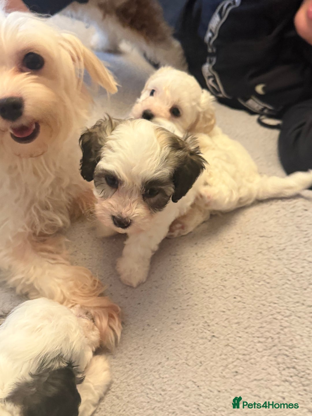 Maltipoo dogs for sale: Tiny Parti Maltipoo Puppies - Image 5