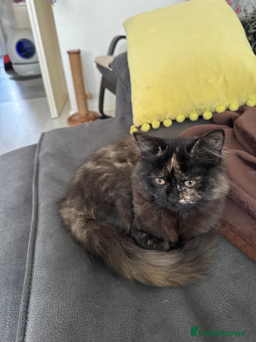 Mixed Breed cats for sale: British Short Hair Cross-Sphinx  - Advert 20