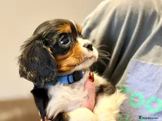 Cavalier King Charles Spaniel dogs Gorgeous Tri Male KC reg puppy from H/T Parents - Advert 3
