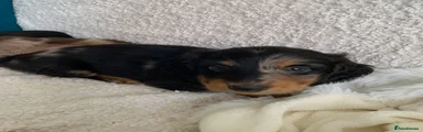 Miniature Dachshund 1