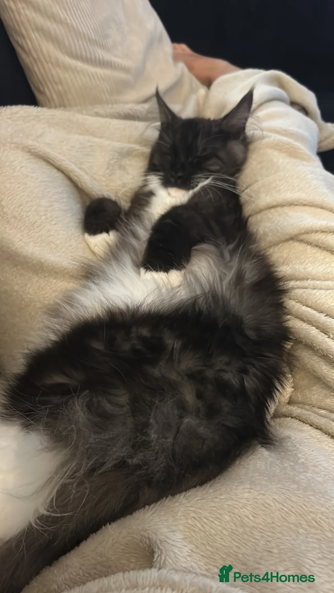 Maine Coon cats for sale: Onyx 🖤 - Advert 6