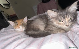 Mixed Breed cats for sale: 3 female kittens 🐱🩷 - Image 4