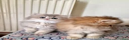 British Shorthair cats for sale: 🌟GCCF registred kittens 🌟 - Advert 8