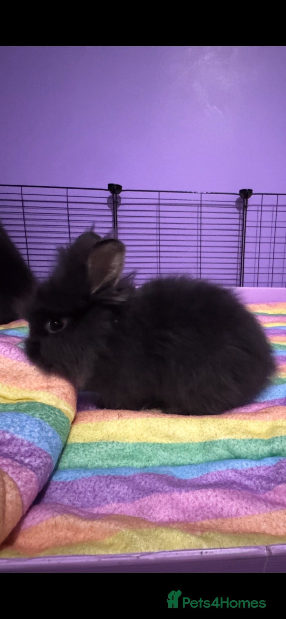 Lionhead rabbits Gorgeous purebred double-mane lionhead rabbits - Advert 13