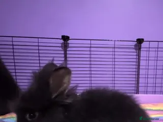 Lionhead rabbits Gorgeous purebred double-mane lionhead rabbits - Advert 2