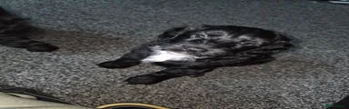 Cockapoo 2