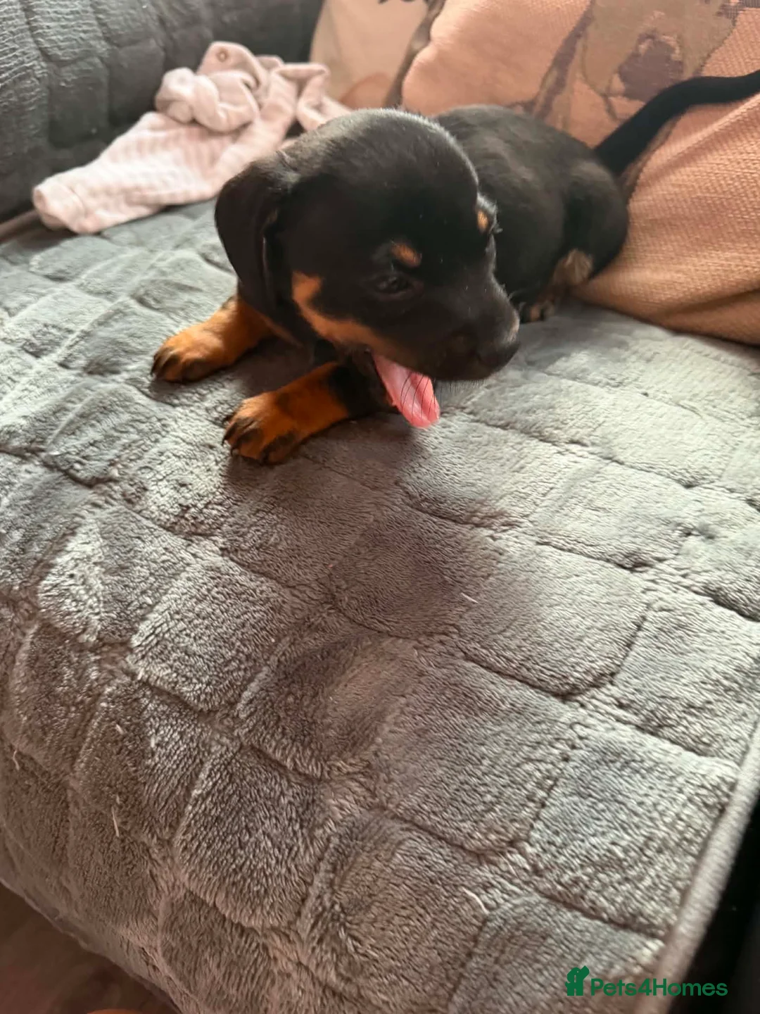 Miniature Dachshund dogs for sale: Lovely miniature dachshund puppies  - Advert 7