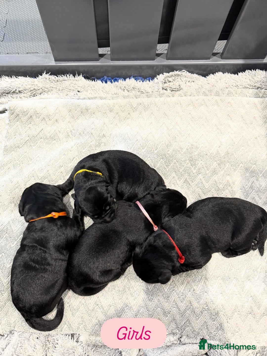 Labrador Retriever dogs for sale: 5* breeder🐾beautiful glossy black puppies ❤️  - Image 31