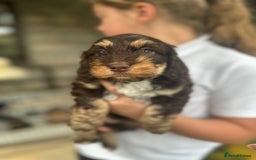 Cockapoo dogs for sale: Beautiful Merle F1 Cockerpoo Pups - Image 4